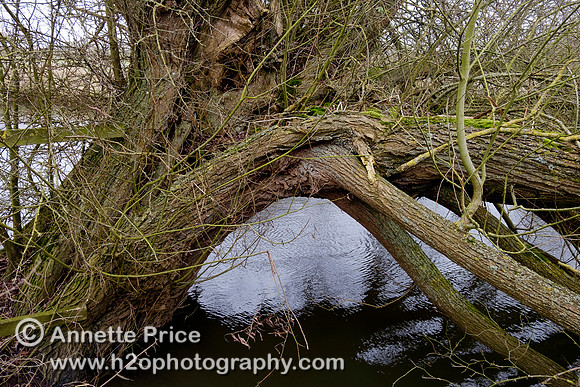 The River Thames at Cricklade