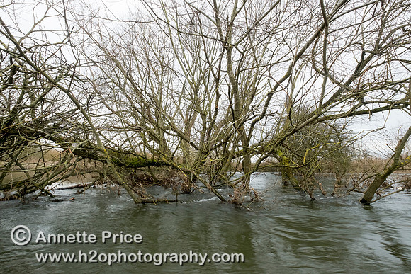 The River Thames at Cricklade