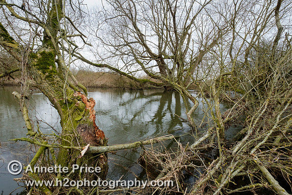 The River Thames at Cricklade