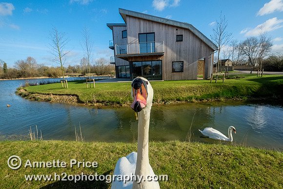 Swans with the Habitat House. Lower Mill Estate, Cotswolds.
