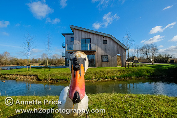 Swan with the Habitat House. Lower Mill Estate, Cotswolds.