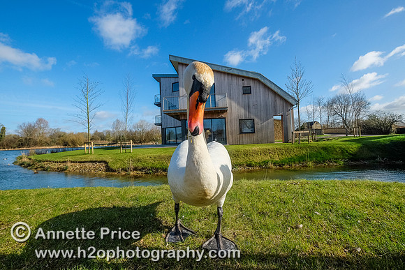 Swan with the Habitat House. Lower Mill Estate, Cotswolds.