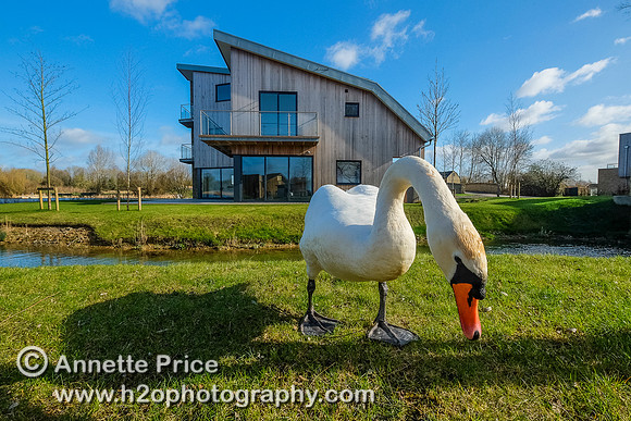 Swan with the Habitat House. Lower Mill Estate, Cotswolds.