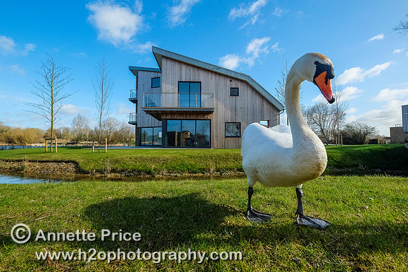 Swan with the Habitat House. Lower Mill Estate, Cotswolds.
