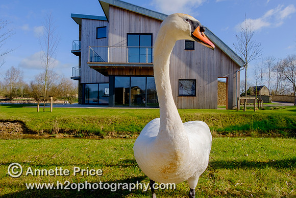 Swan with the Habitat House. Lower Mill Estate, Cotswolds.
