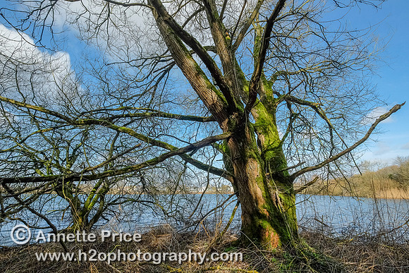 Overlooking Flagham Fen Beaver Enclosure. Lower Mill Estate, Cotswolds.