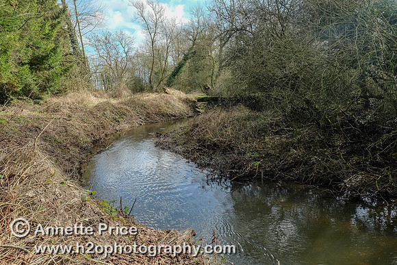Woodland near Swillbrook Lakes. Lower Mill Estate, Cotswolds.