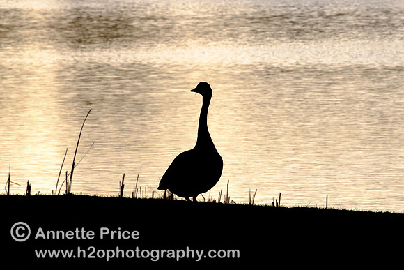 Goose. Lower Mill Estate, Cotswolds.