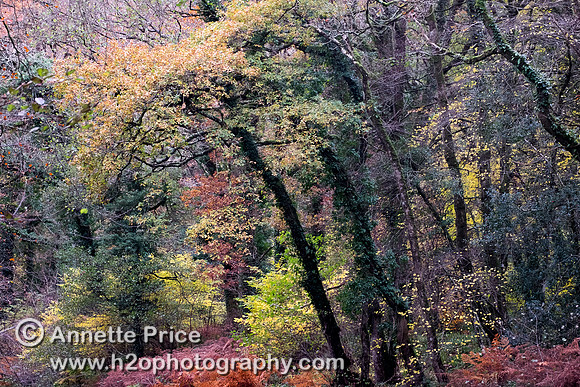 River Dart, UK