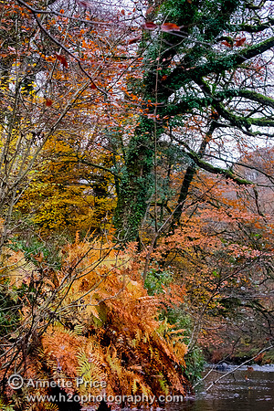 River Dart, UK